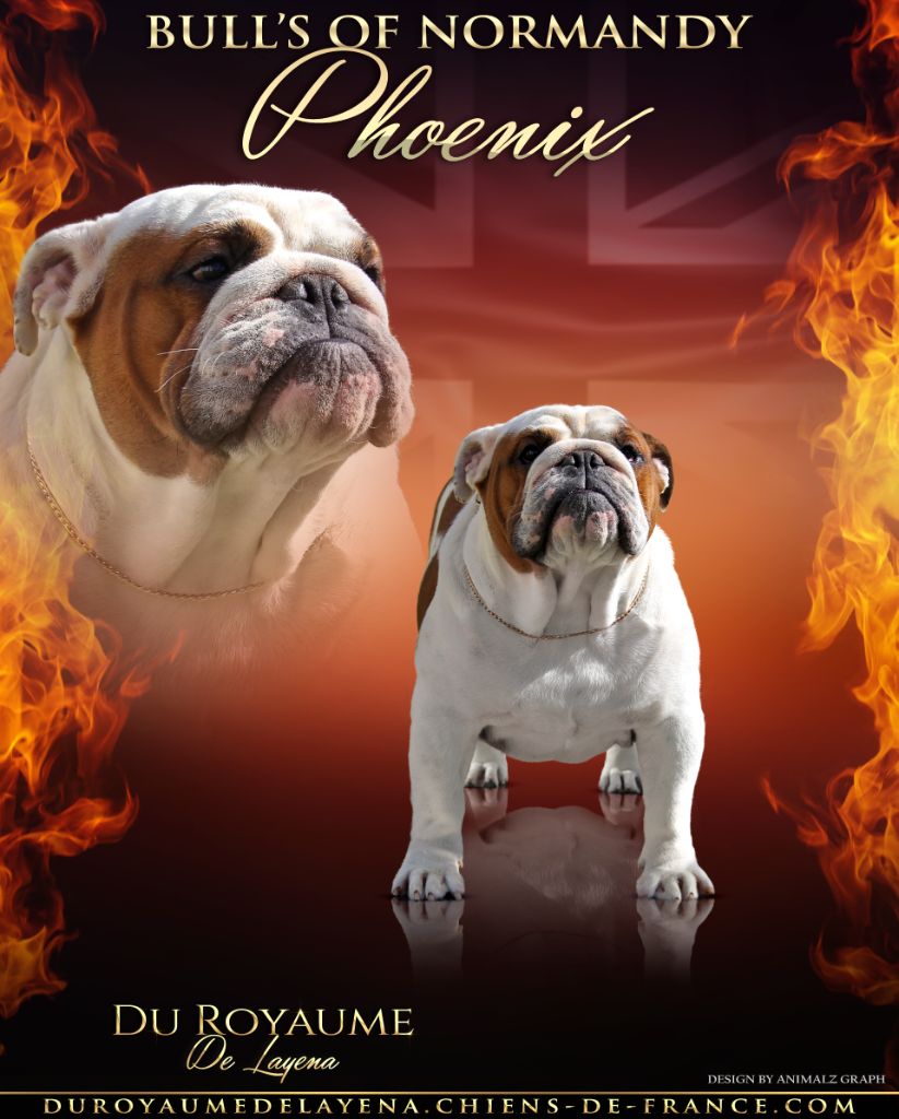 bulls of normandy Phoenix