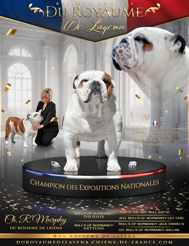 CH. R'murphy Du Royaume De Layena