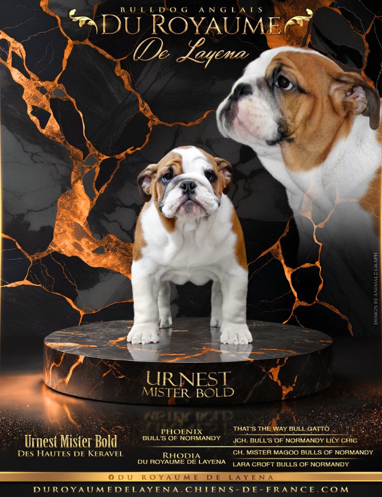 Urnest mister bold Des Hauts De Keravel
