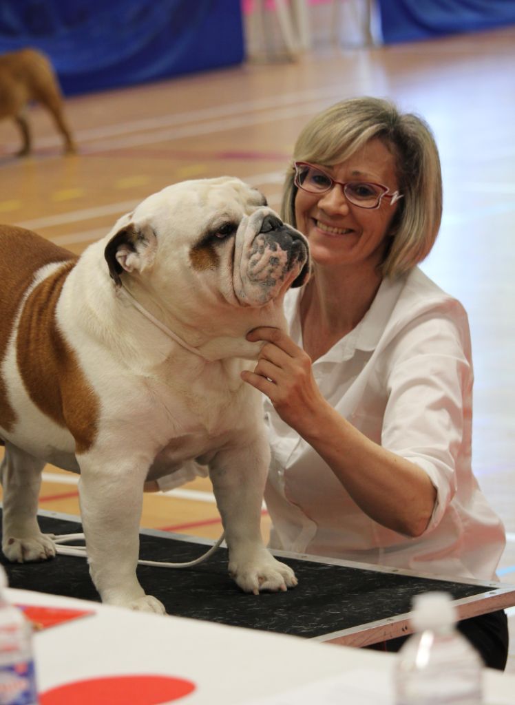 Du Royaume De Layena - 43 ème NATIONALE D'ELEVAGE DU BULLDOG ANGLAIS