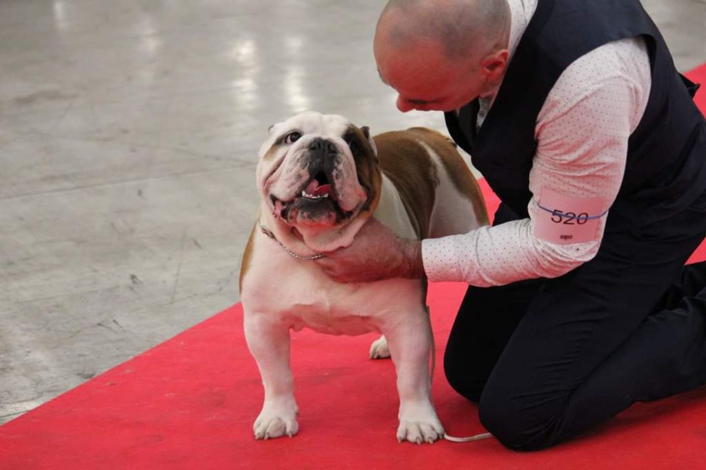Du Royaume De Layena - Exposition Nationale Paris Dog Show (Le Bourget)