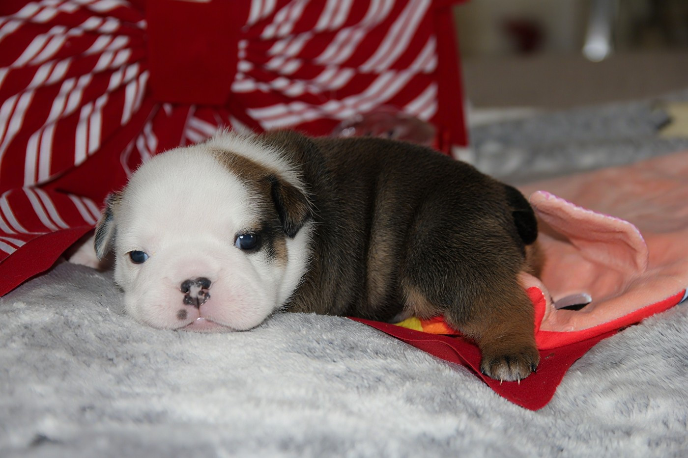 Du Royaume De Layena - Chiots disponibles - Bulldog Anglais