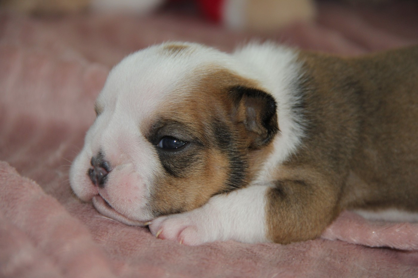 Du Royaume De Layena - Chiots disponibles - Bulldog Anglais