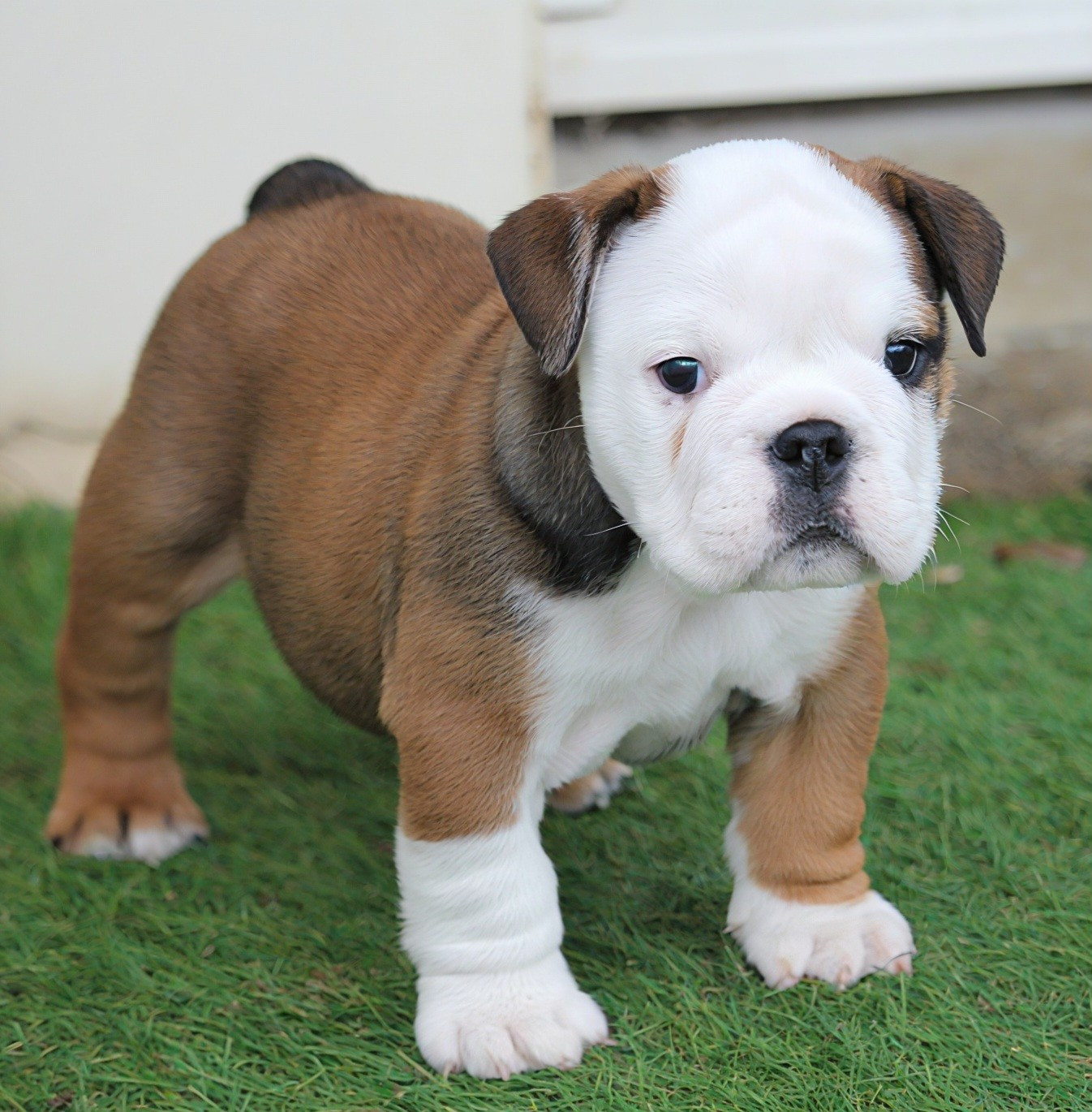 Du Royaume De Layena - Chiots disponibles - Bulldog Anglais