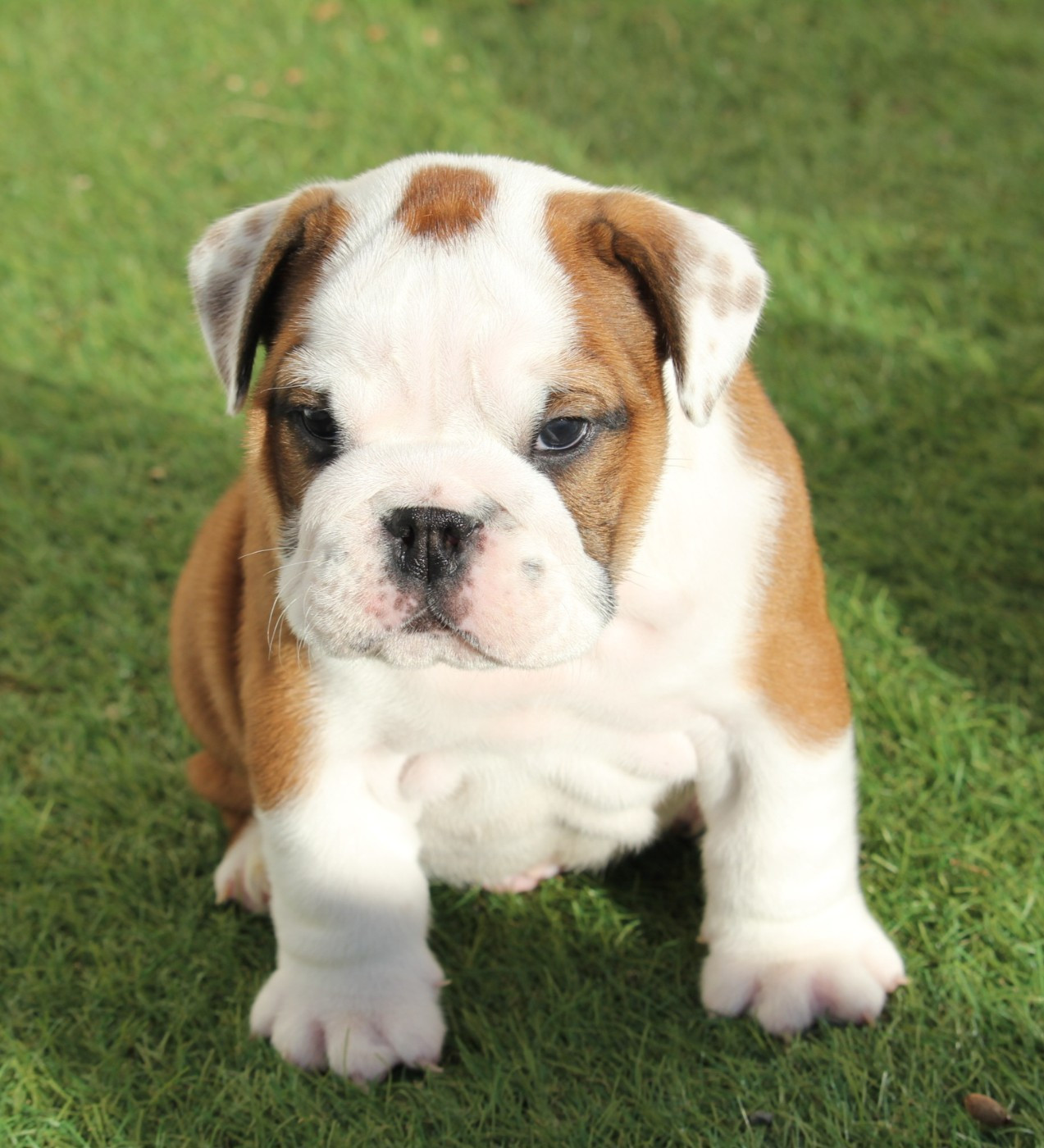 Du Royaume De Layena - Chiots disponibles - Bulldog Anglais