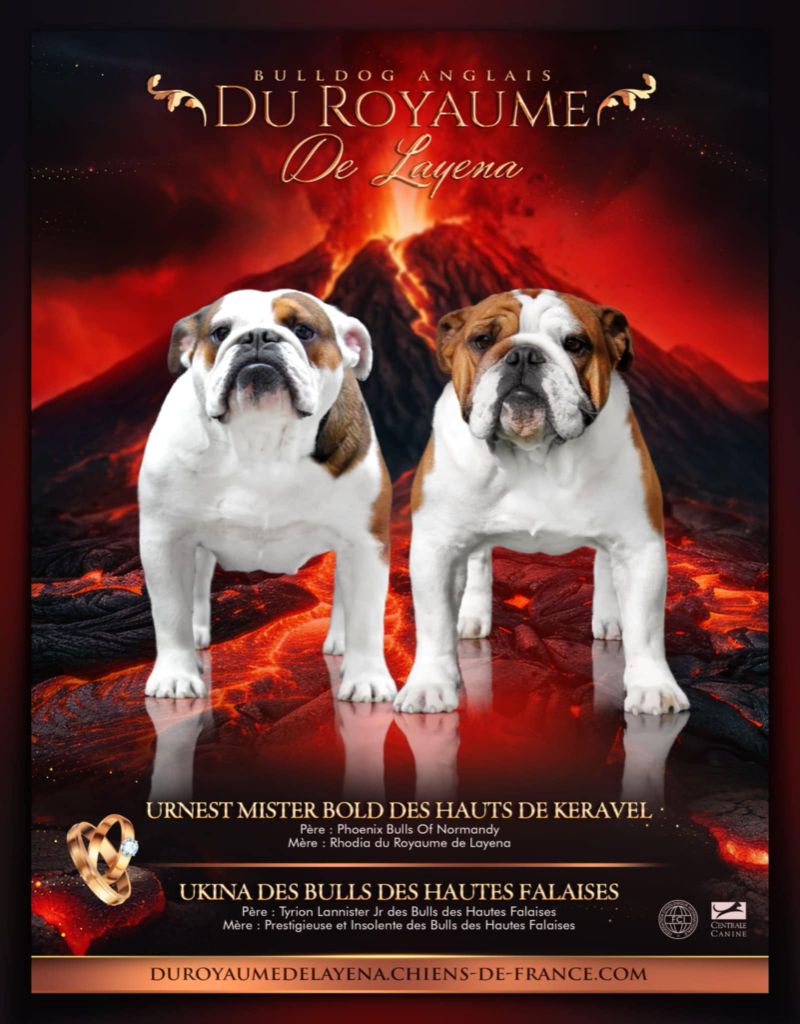 Chiot Bulldog Anglais Du Royaume De Layena