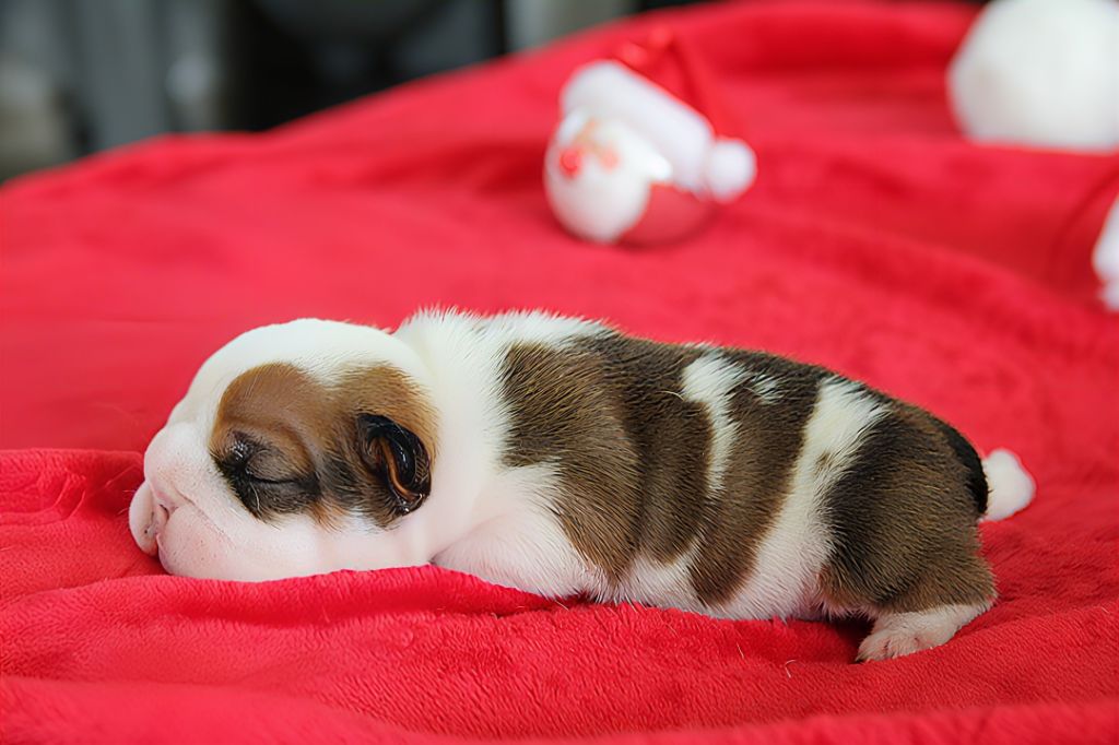 Du Royaume De Layena - Chiots disponibles - Bulldog Anglais